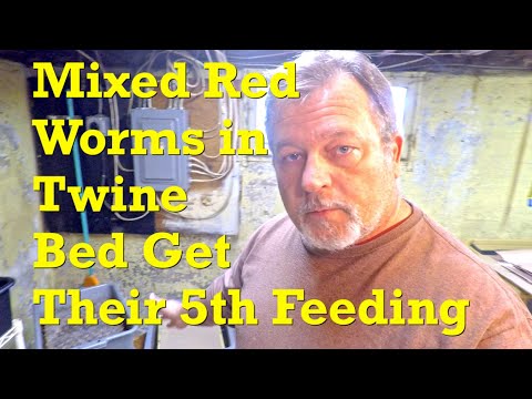 Mixed red worms in the 56-day, twine-based bin after another 2-week interval - vermicompost