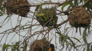 preview picture of video 'Tisserin gendarme Ploceus cucullatus Village Weaver'