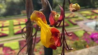 MADERA: Ogród Botaniczny w Funchal