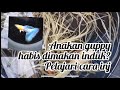Anak Ikan Hias Dimakan Induknya