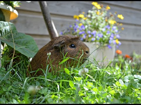 comment soigner la teigne chez le cochon d'inde