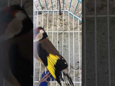 Gardelina chardonneret albania