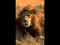 Circle of Life - Carmen Twillie & Lebo M. (The ...
