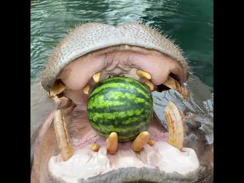 Hippo Fiona's Favorite Foods Need Pollinators - Cincinnati Zoo