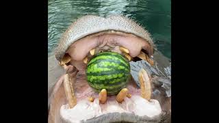 Download lagu Hippo Fiona's Favorite Foods Need Pollinators - Cincinnati Zoo mp3