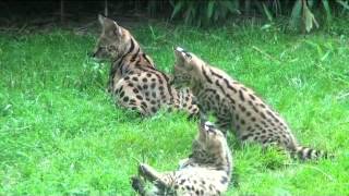 preview picture of video 'Les bébés servals'