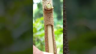 Download lagu cara okulasi durian ampuh anti gagal mp3