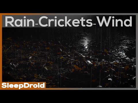 ►Forest Floor at Night: CRICKETS, RAIN, WIND Sounds for Sleep Study Relax, Crickets and Rain Sounds