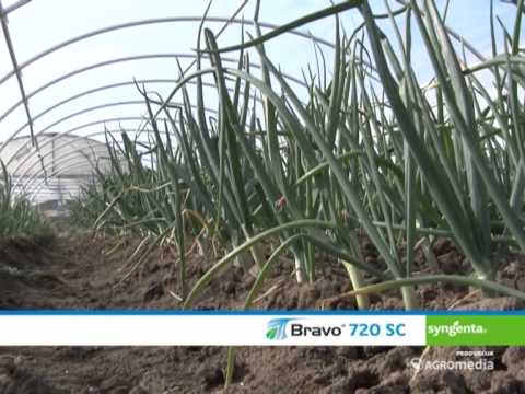 Syngenta, Zaštita povrća_ 346 _03.04.2014.