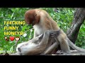 Gay Animals Funny Monkeys 11Try not to Laugh! #monkey #funnyanimals #funnymonkeys #babymonkey #funny