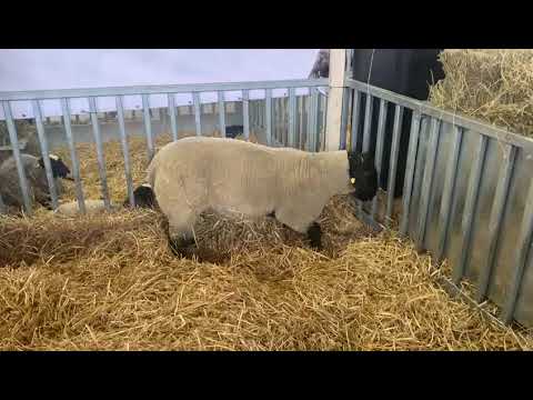 , title : 'Suffolk ovce Trifunovic - Novosadski sajam 2023'