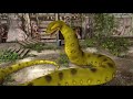 Snake Eat Woman Vore Snake