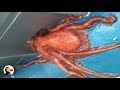 Huge Octopus Escapes Through Smallest Hole | The Dodo