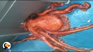Huge Octopus Escapes Through Smallest Hole | The Dodo