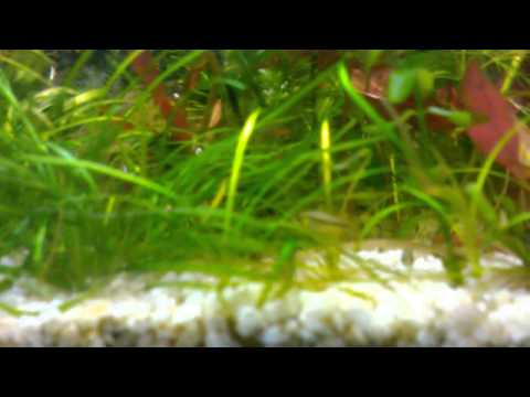 Piccoli Apistogramma cacatuoides 15-01-2013