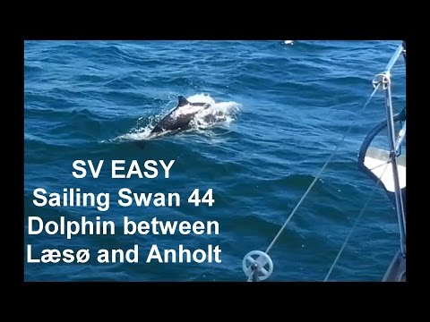 13. SV EASY - Sailing Swan 44 - Dolphin between Læsø and Anholt