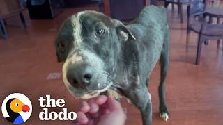 Couple Had Just Started Dating When They Found This Abandoned Dog | The Dodo