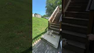 Video preview image #1 Mutt Puppy For Sale in Arlington, VA, USA