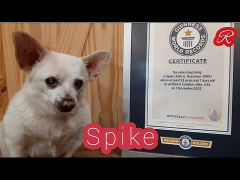 Él es Spike, el adorable chihuahua que fue nombrado el perro más viejo del mundo