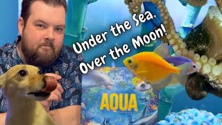 Board Game Animals - Azul video thumbnail