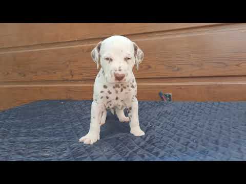 Perros Dálmata en venta