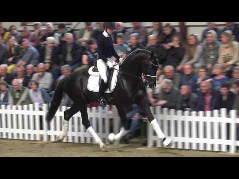 SECRET(Sezuan x St.Moritz) today at stallionshow Gestuet WM in Germany!!!!!