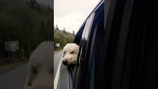 Wind On My Face #shorts #dog