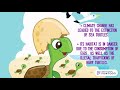 SAVETHETURTLE2020