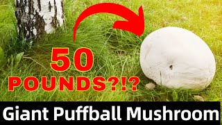 Prepare to Be Amazed: Exploring the World of Giant Puffball Mushrooms!