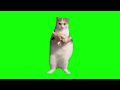 Cat Dancing to EDM - Green Screen