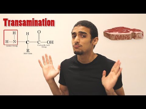 Overview on Amino acid metabolism    شرح بالعربي لمصير الأمينو أسيد