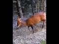 Kaker Barking Deer Wildlife Himalya Shorts
