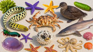 🐦 Seabird Rescue Catching 🦈 Shark, 🦐 Rare Mantis Shrimp, 🐡 Spiny Pufferfish, 🐍 Spotted Eel, 🐙Octopus