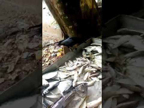 Kakkakku ariyuo mathinte Vila