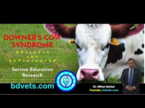 , title : 'Downers Cow Syndrome | All Details You need to know | Case Studies'