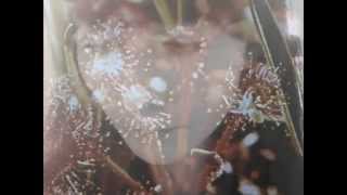 Ormonde - "Paintings" (Official Music Video)