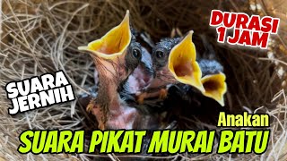 Download lagu Suara Pikat Murai Batu Anakan Jernih usia 1 Minggu mp3 Download lagu Suara Pikat Murai Batu Anakan Jernih usia 1 Minggu mp3