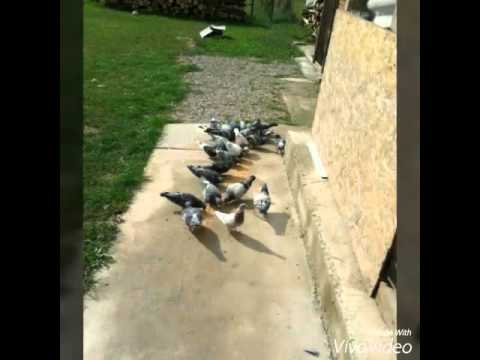 Columbofil din lugasul de sus Kubelak Ianco