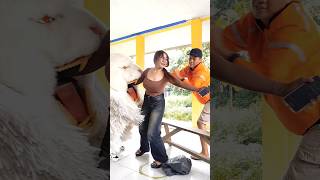 Download lagu Detik detik tukang paket tolongin cewek cantik digigit can macanan mp3