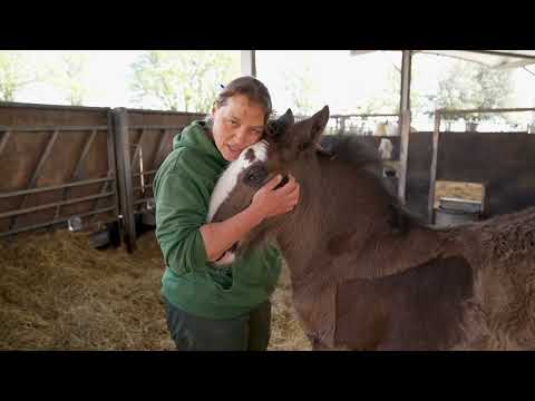 The official introduction! Shire Horse Foal!