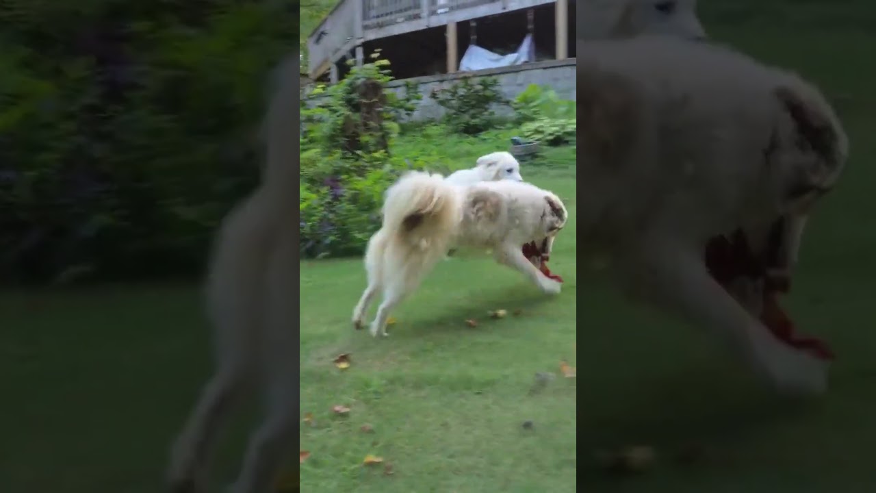 Daisy in NC - Happy-Go-Lucky Gal, an adopted mixed breed in Raleigh, NC video 4/4