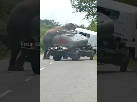 Elephant attacks milk tanker for food #elephantattack #elephant #wildelephants #jungleelephant