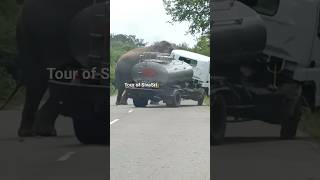 Elephant attacks milk tanker for food #elephantattack #elephant #wildelephants #jungleelephant