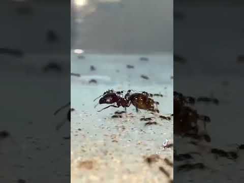 Ant workers hitching a ride on super major worker! #shorts #ants #pets #cute #antkeeping