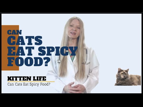 Can cats eat spicy food? I bet you didn't know (2019)