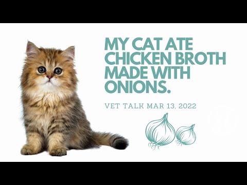 Q) My Cat Ate Onion Broth - Is It Toxic? │ Twin Trees Vet Talk (FREE VET ADVICE PODCAST)