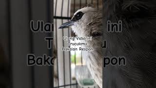 Download lagu Pancingan Trucuk Paling Ampuh trucuk jantan betina ombyokan nyaut semua #shortsburung mp3