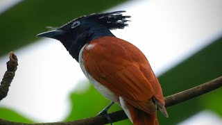 Download lagu MASTERAN GACOR & PIKAT TALI POCONG SERIWANG ASIA SUARA PANCINGAN 3 JERNIH | KICAU SUARA BURUNG mp3 Download lagu MASTERAN GACOR & PIKAT TALI POCONG SERIWANG ASIA SUARA PANCINGAN 3 JERNIH | KICAU SUARA BURUNG mp3