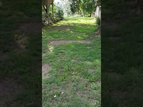 Bull terrier playing