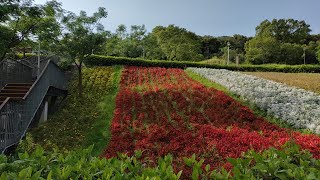 [問卦] 三層崎的花海是不是跟北海道富良野很像？